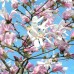Magnolia stellata Rosea C3